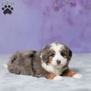 Rocky, Mini Bernedoodle Puppy
